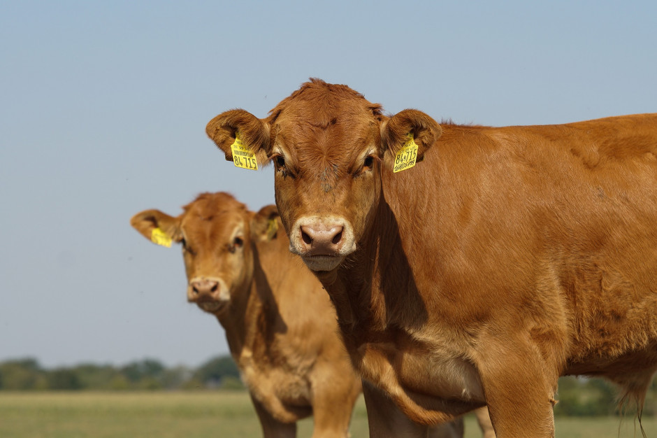 Ceny skupu bydła utrzymują się na wysokim poziomie, fot.pixabay