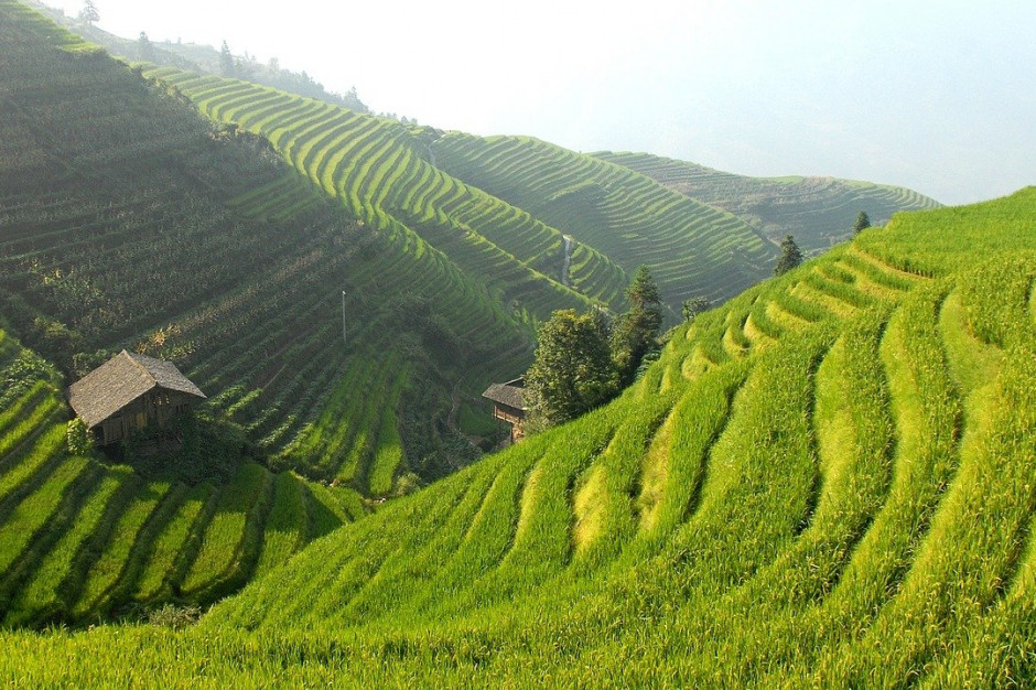 W Chinach udział małych gospodarstw w produkcji żywności wynosi 80 proc.: Fot.pixabay.com