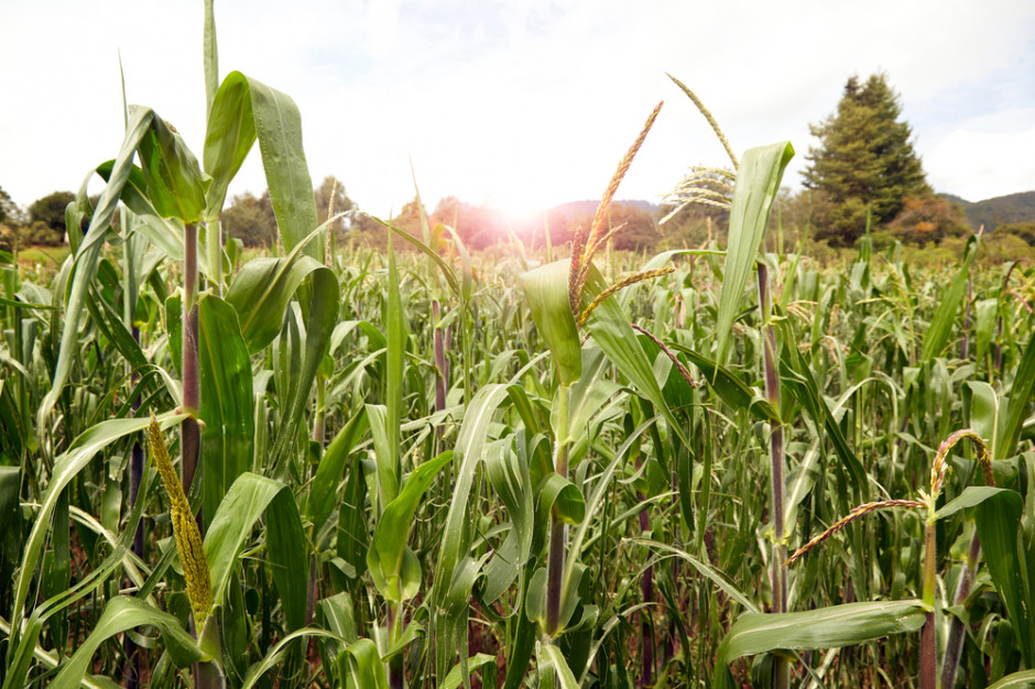 Uprawa kukurydzy w stanie Hidalgo, fot. Shutterstock