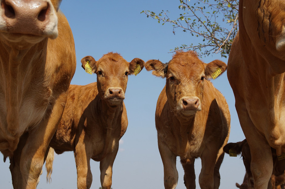 Ceny bydła w skupie utrzymują trend zniżkowy, fot. pixabay