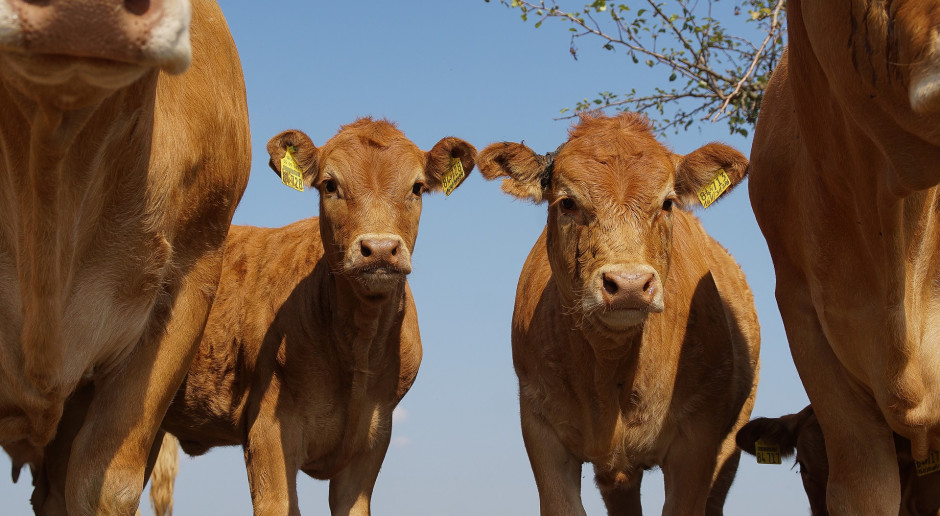 Co o sytuacji na rynku i cenach bydła mówią sami producenci?