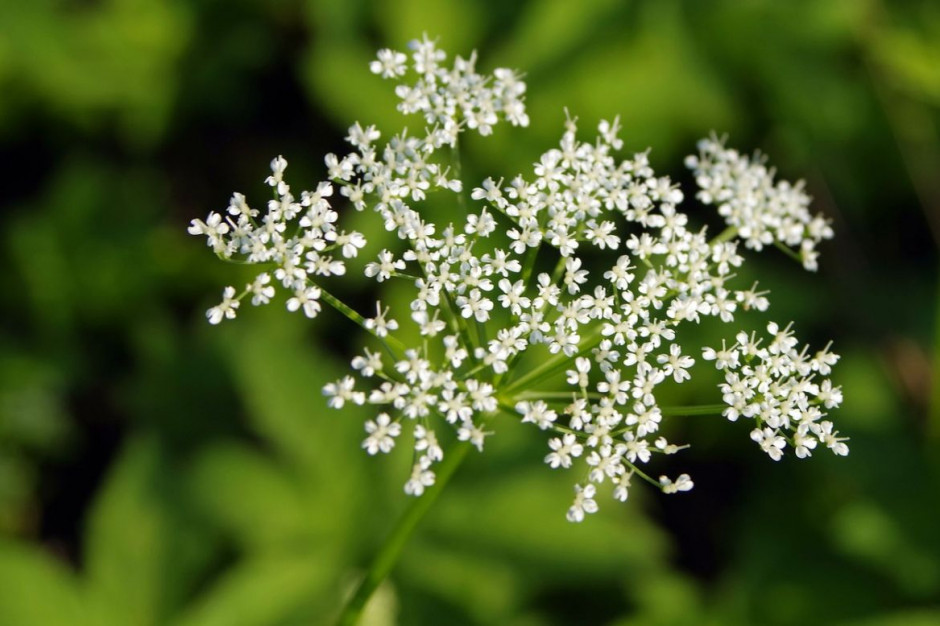 Na liście inwaztjnych roślin znajdzie się m.in. barszcz Sosnowskiego, Foto: Pixabay/Arcaion