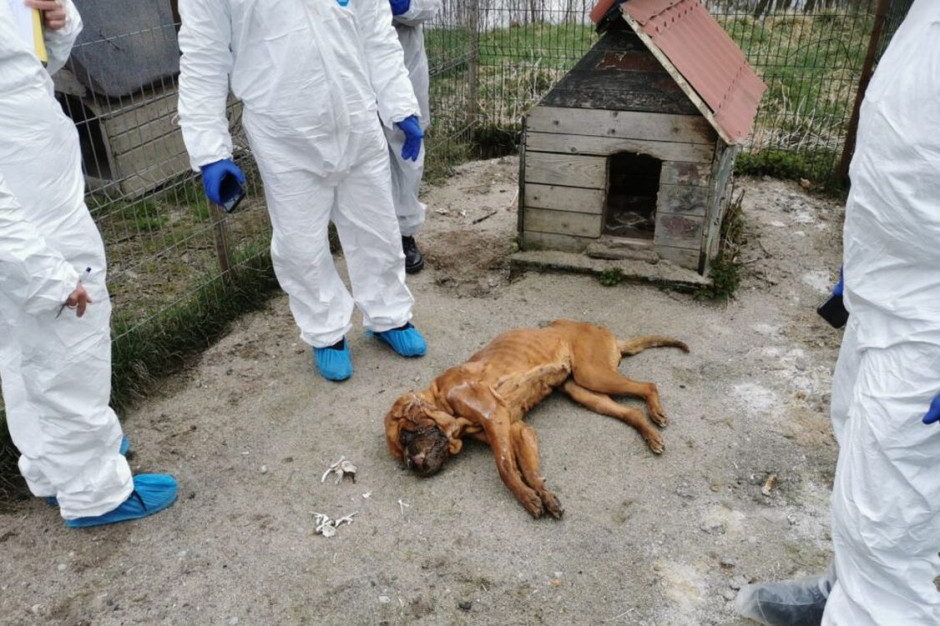 Na posesji znaleziono zwłoki i szczatki 251 psów, Foto: OTOZ Animals