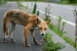 Małopolska: od 7 maja szczepienie lisów przeciw wściekliźnie