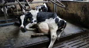 Odszkodowania za utylizację bydła ograniczą obrót „leżakami”?