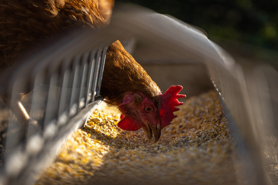 Czy likwidowanie hodowli to dobry sposób walki z zagrożeniem grypą ptaków? fot. Andreas Göllner z Pixabay