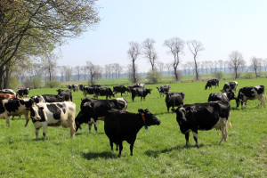 Redukcja emisji gazów cieplarnianych narastającym problemem w hodowli bydła