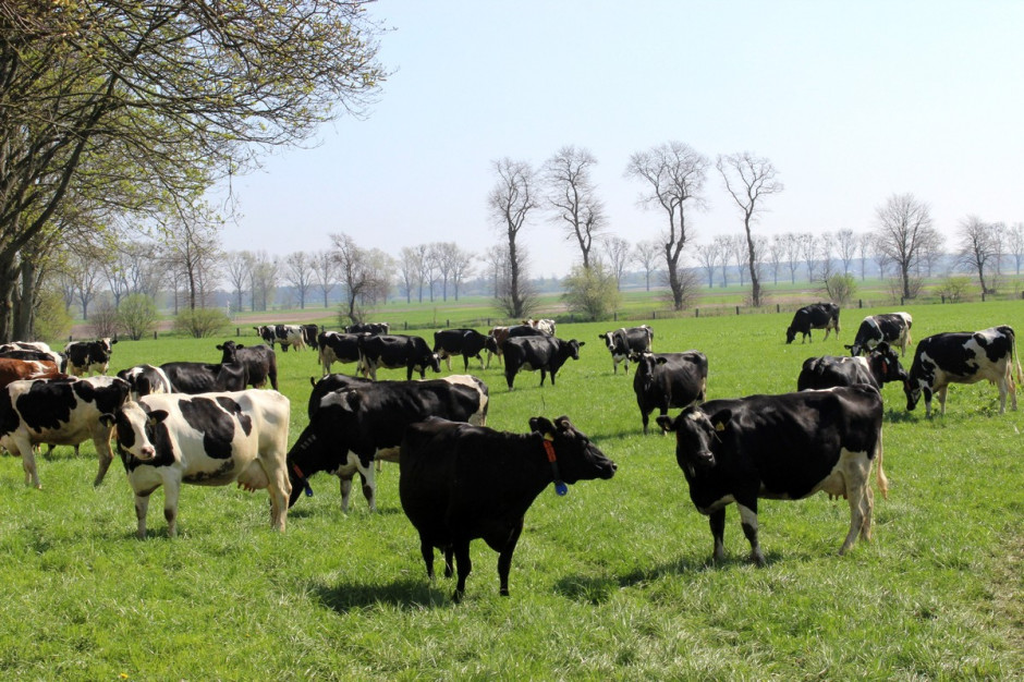 Redukcja emisji gazów cieplarnianych z hodowli bydła jest możliwa m.in. dzięki innowacyjnym dodatkom paszowym, fot. Ł.Ch.