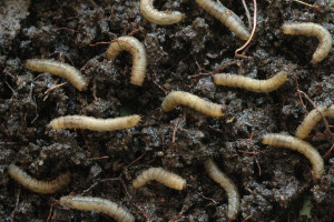 Rada UE uznaje larwy chrząszcza za jedzenie. To „nowa żywność”