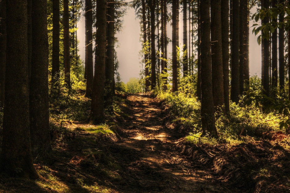 Czy Lasy Państwowe wymagają kontroli Sejmu? fot. S. Hermann & F. Richter z Pixabay