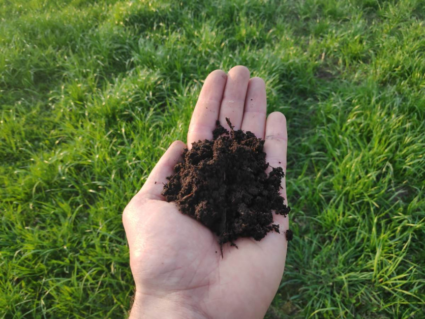 Kompost jest na tyle rozdrobniony, że świetnie nadaje się na łąki czy do uprawy bezorkowej, szczególnie w połączniu z brakiem strat N po rozrzuceniu. Fot. S. Domagała