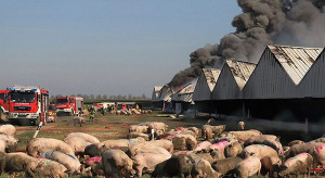 Ze spalonych chlewni w Alt Tellin wywieziono padłe świnie