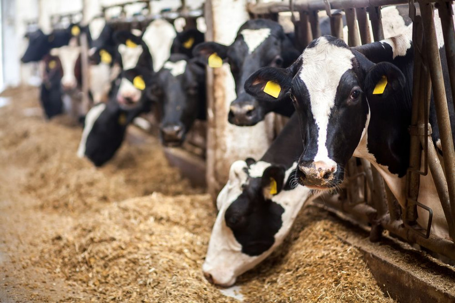 Rolnicy uczestniczący w programie zmniejszają emisję metanu głównie poprzez żywienie krów paszą bogatą w kwasy omega 3 (głównie pasz z traw). fot. Shutterstock