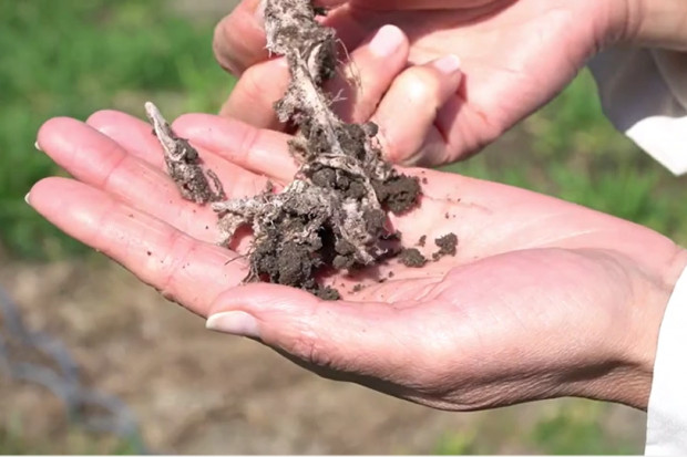 Jaki jest efekt testu Farmera? fot. Redakcja. Po 7 miesiącach odkopujemy majtki - finał testu Farmera