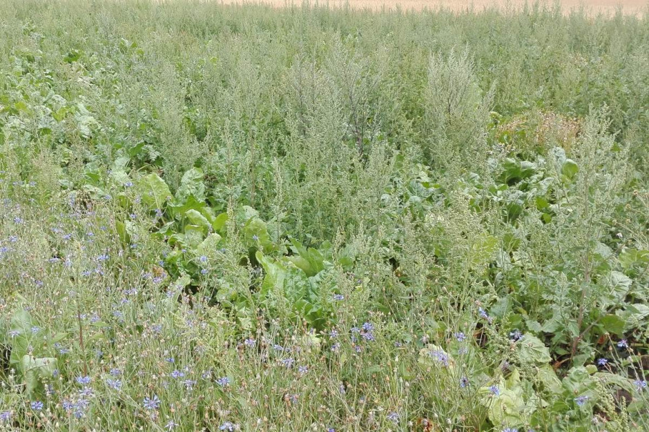 Co roku bez problemu można znaleźć plantacje na których poprzez zastosowanie herbicydów niskiej jakości, w niewłaściwych dawkach, bez użycia właściwego adiuwanta lub z powodu opóźnienia wykonania zabiegów, komosa biała zdominowała plantację buraków Fot. AK