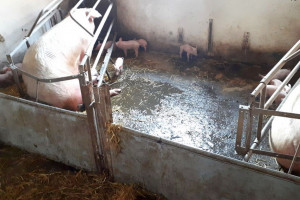 Pożar w chlewni, padły trzy prosięta
