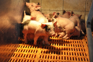 Hodowcy świń - nie tylko pod presją rynku, ale i niemerytorycznych argumentów