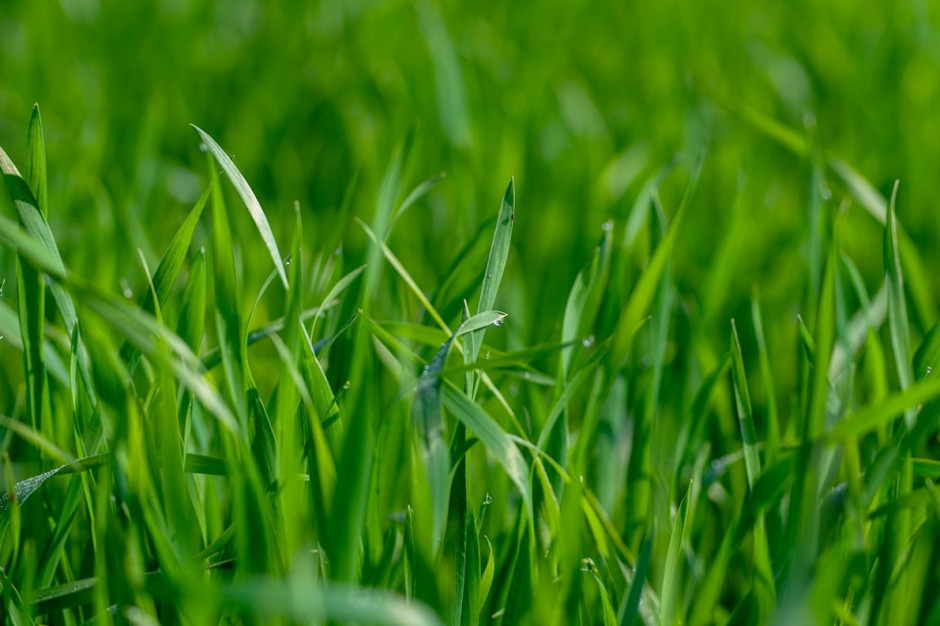 Prof. Grzebisz radzi w sparwie dokarmiania dolistnego zbóż, fot. Shutterstock