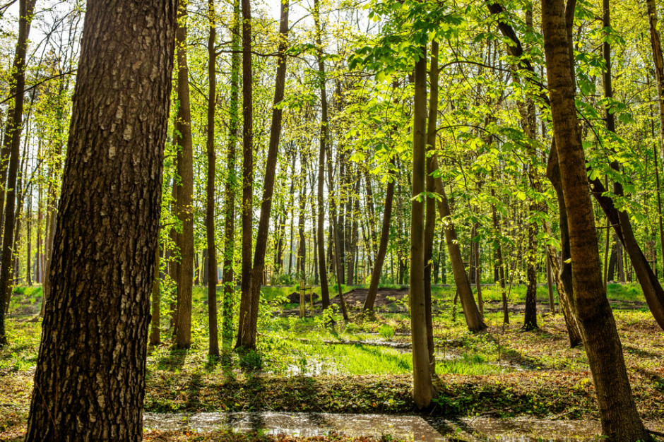 Lasów podmiejskich jest w Polsce ok. 630-650 tys. hektarów i pełnią one również bardzo ważną funkcję edukacyjną, fot. Shutterstock