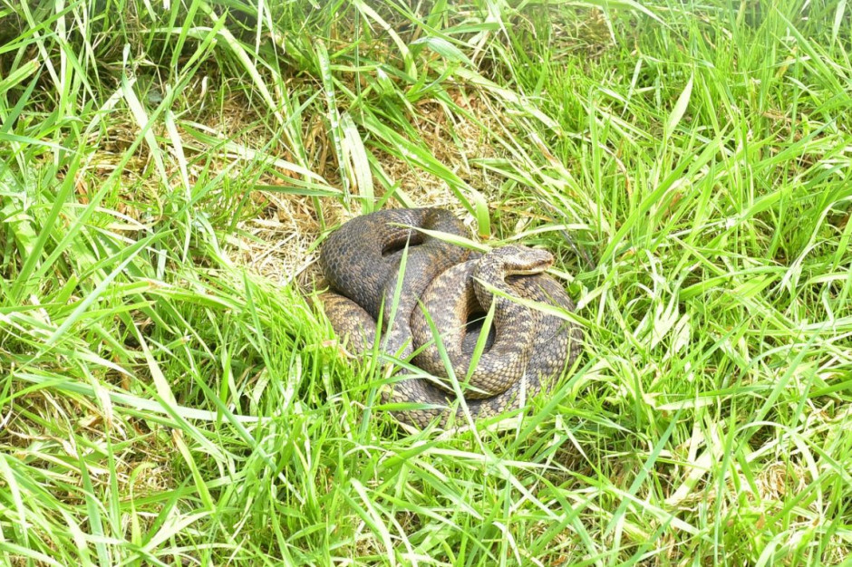 Żmija zygzakowata to jedyny jadowity wąż wystepujący w Polsce, Foto: Pixabay/sipa