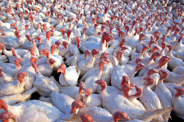 Niemcy: Zagrożenie grypą ptaków powoli maleje