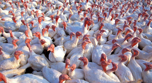 Niemcy: Zagrożenie grypą ptaków powoli maleje