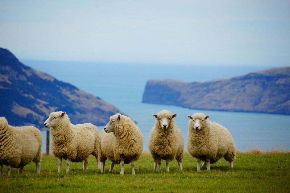 30 czerwca 2020 r. w Nowej Zelandii było łącznie 26,06 mln owiec, czyli około 800 000 zwierząt, albo o 3,0 proc. mniej niż w poprzednim roku; Fot.pixabay.com