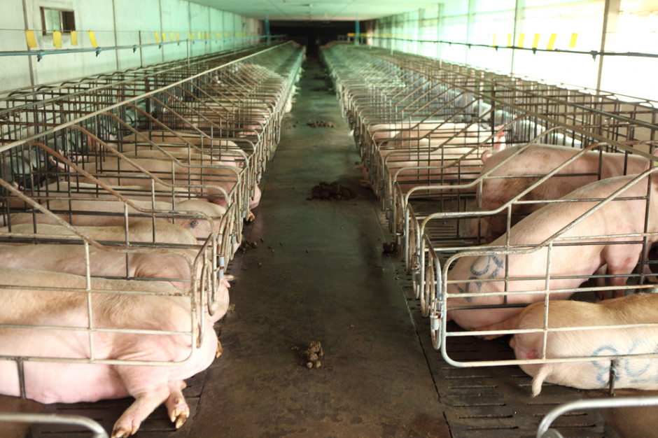 W Holandii już niebawem nastąpi pogrom w hodowli zwierząt, fot. shutterstock