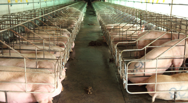 Spadek pogłowia świń i mniej ferm w Niemczech