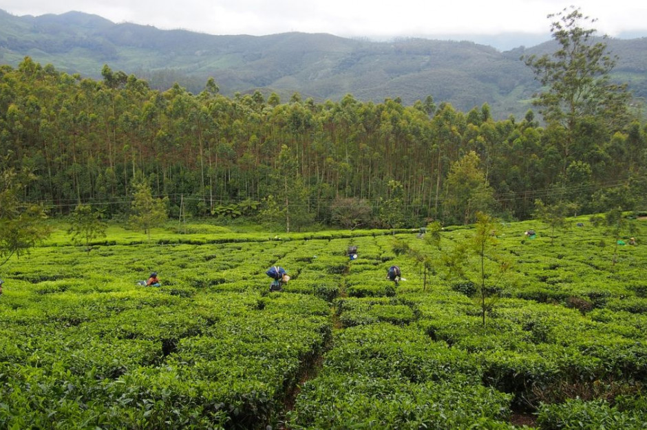 Pandemia covid-19 zagraża funkcjonowaniu plantacji herbaty w Indiach, Foto: Pixabay/rarestohanean