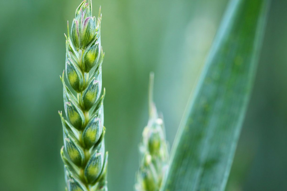 Jakie są obecnie ceny zbóż? fot. Pixabay