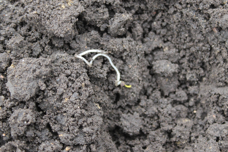 Poskręcane siewki to efekt powstania skorupy glebowej, przez którą siewki nie mogą się przebić; Fot. A. Kobus