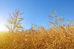 DRV przewiduje średnie zbiory zbóż w Niemczech