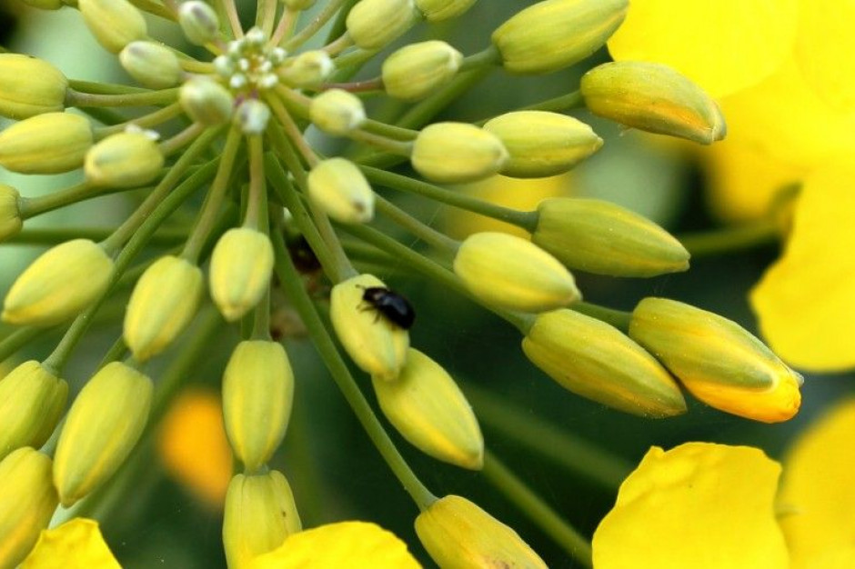 Wycofano zatwierdzenie dla alfa-cypermetryny, fot. A. Kobus