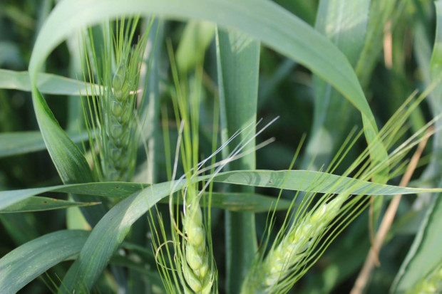 Na plantacjach zbóż pojawiają się szkodniki
