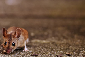 Myszy odcięły część Australii od internetu