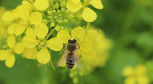 Dziś Światowy Dzień Pszczół. Jak rolnicy mogą pomóc zapylaczom?