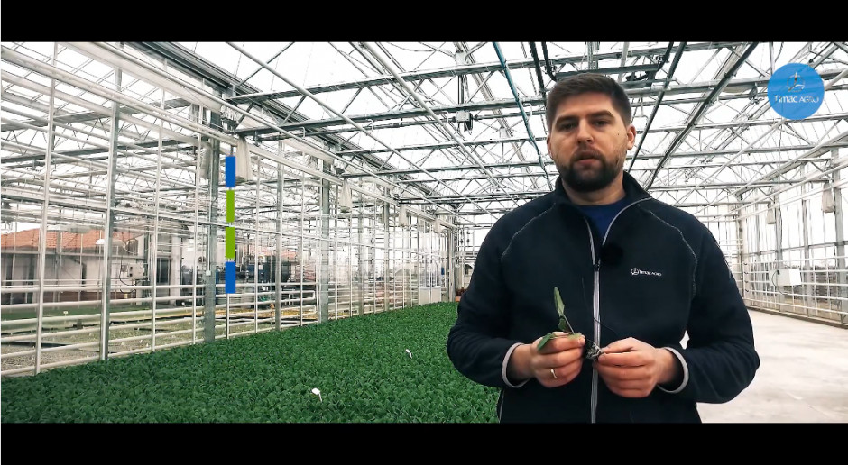 fot. Timac Agro Odpowiednie odżywianie rozsady warzyw gruntowych