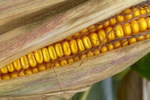 UE ponownie zezwala na import GMO. Tym razem chodzi o kukurydzę i soję