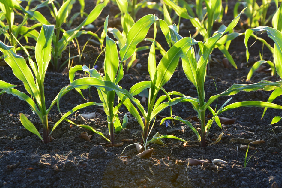 Bionawozy szansą na poprawę jakości plonów i żyzności gleby, fot. Pixabay