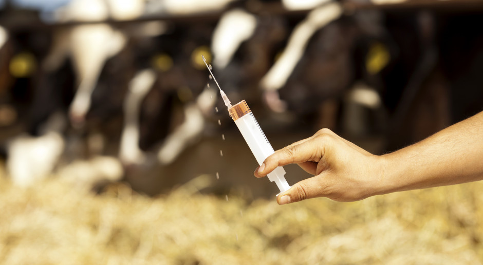 OIE: Globalne zużycie antybiotyków w produkcji zwierzęcej spada