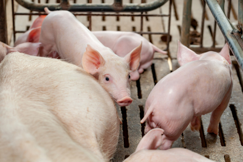 Czy "hotele dla świń" faktycznie uchronią je przed chorobami? fot. shutterstock