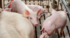 Pogłowie świń spada także w Danii
