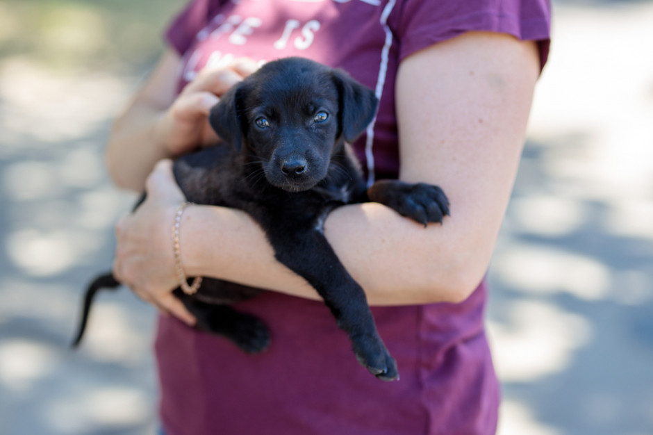 Dyrektorką polskiego oddziału Humane Society International jest Iga Głażewska, fot. Shutterstock