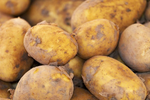 Jak zmieniała się produkcja ziemniaka w kraju?