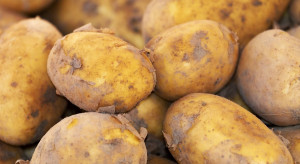 Spada powierzchnia produkcji ziemniaka w kraju. Jak kształtują się ceny? Jakie prognozy co do plonów?
