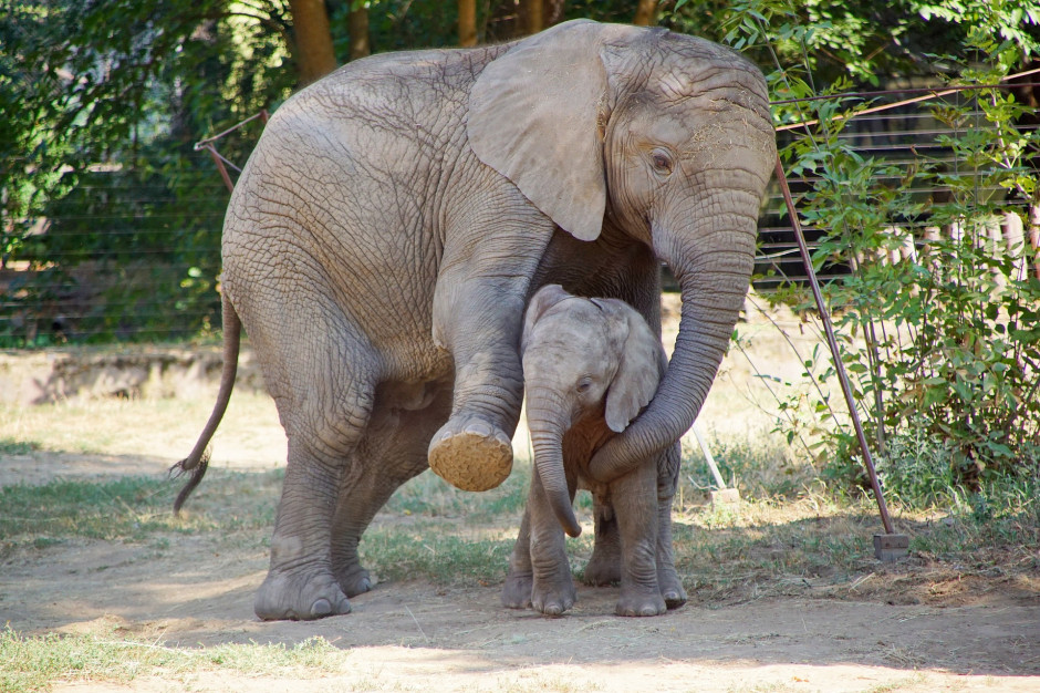 U słoni rolą matki jest nie tylko opieka nad młodymi, lecz także ich socjalizacja (fot. Pixabay/HubertPhotographer)
