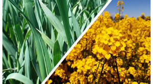 Webinar z firmą Bayer: Zabieg w terminie T-2 w pszenicy oraz najnowsze odmiany rzepaku