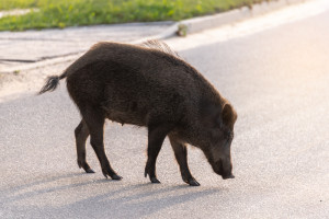 Podkarpacki GDDKiA apeluje, aby nie niszczyć wygrodzeń przeciw dzikom