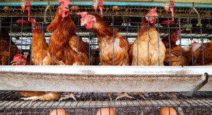 MRiRW: Zakaz klatkowej produkcji jaj w UE podniesie koszty chowu kur niosek